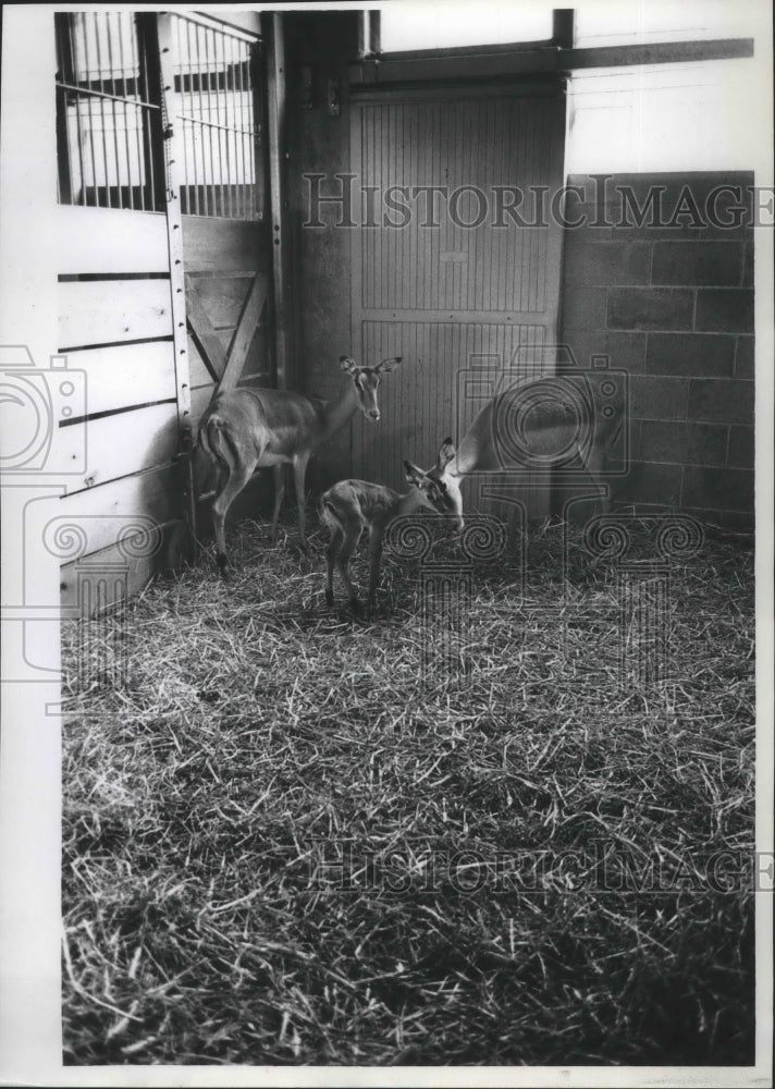 1968 Press Photo Milwaukee Zoo Impalas- Historic Images