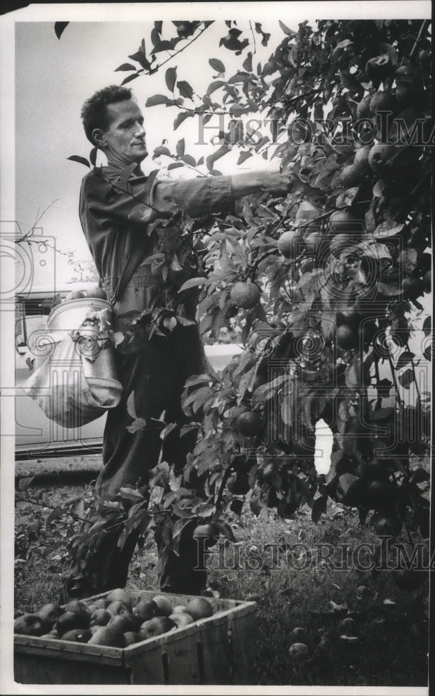 1966 Press Photo Brother Mark Esselman picks apples off Holy Hills Orchard tree.- Historic Images