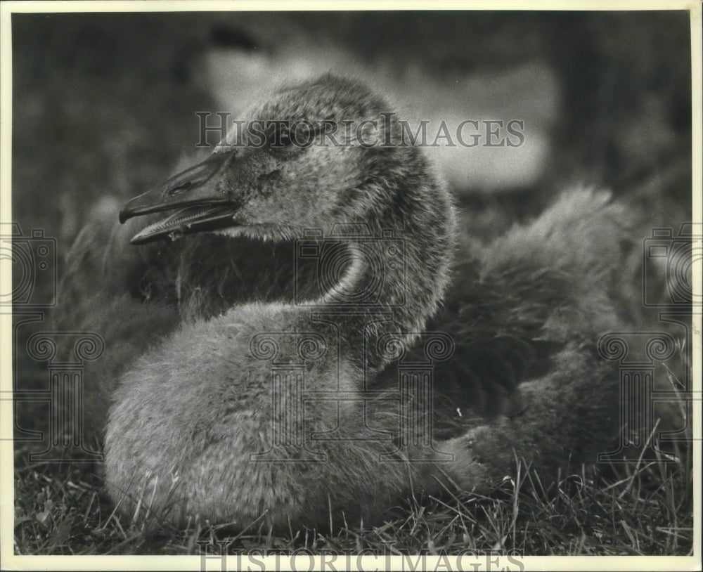 1985 Press Photo Young gosling with downy feathers near Lake Superior, Michigan- Historic Images