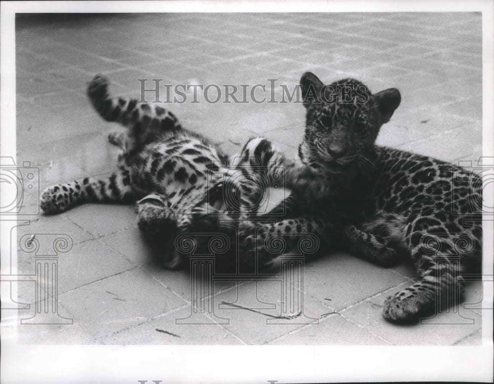 1963 Press Photo Jaguar cubs, Milwaukee County Zoo - mjb67662