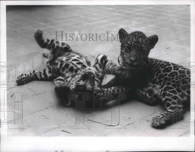 Load image into Gallery viewer, 1963 Press Photo Jaguar cubs, Milwaukee County Zoo - mjb67662
