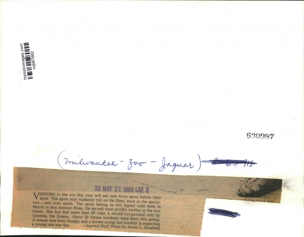 1963 Press Photo Jaguar cubs, Milwaukee County Zoo - mjb67662