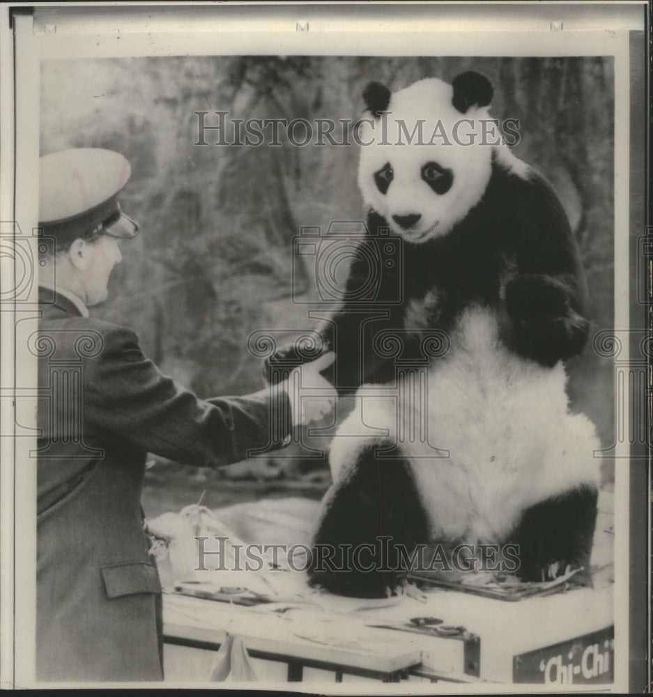 1972 Press Photo Chinese Giant Panda Chi-Chi at the London Zoo - Historic Images