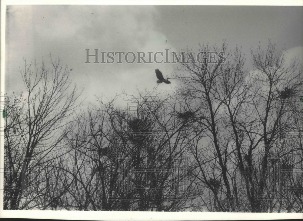 1984 Press Photo Great blue heron, Horicon Marsh, Four Mile Island- Historic Images