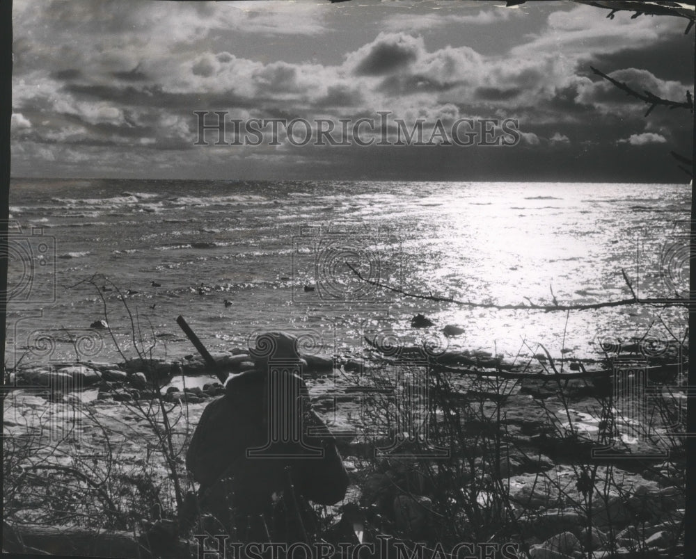 1956 Press Photo Duck hunter at Strawberry Islands- Historic Images