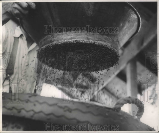 1955 Press Photo Beetles picked up and cooled to immobilize them - mjb69471- Historic Images