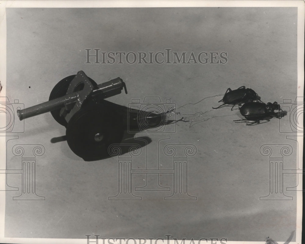 1953 Press Photo Miniature cannon is pulled by paired beetles - mjb69475