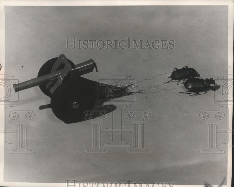 Load image into Gallery viewer, 1953 Press Photo Miniature cannon is pulled by paired beetles - mjb69475

