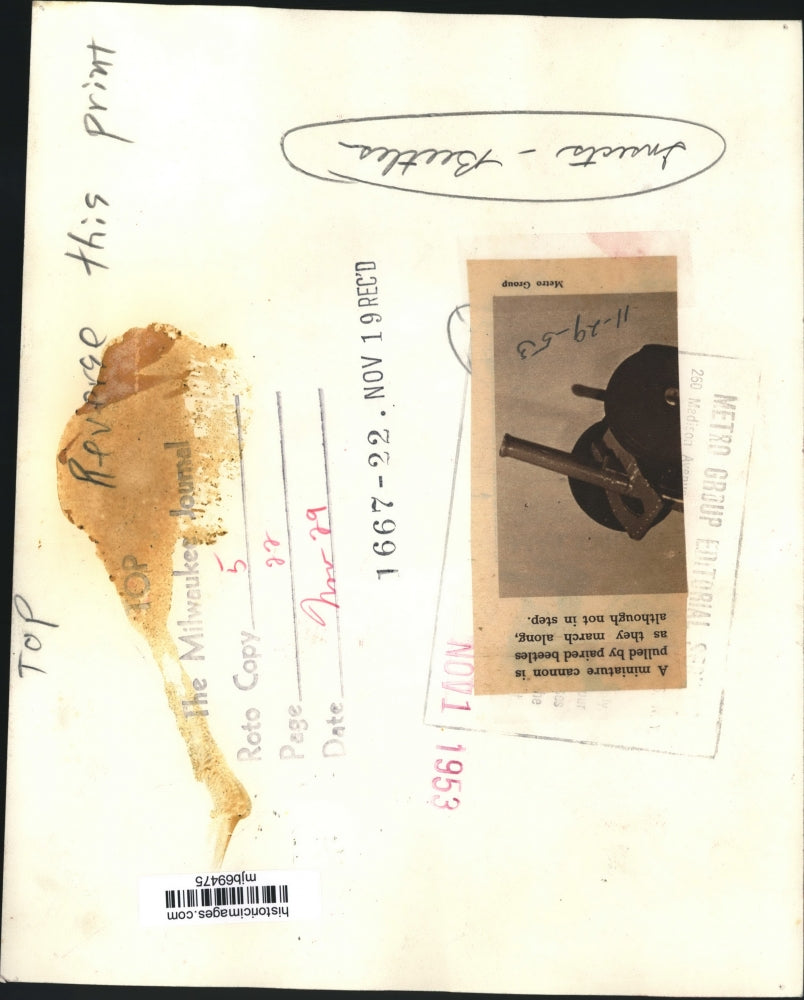 1953 Press Photo Miniature cannon is pulled by paired beetles - mjb69475