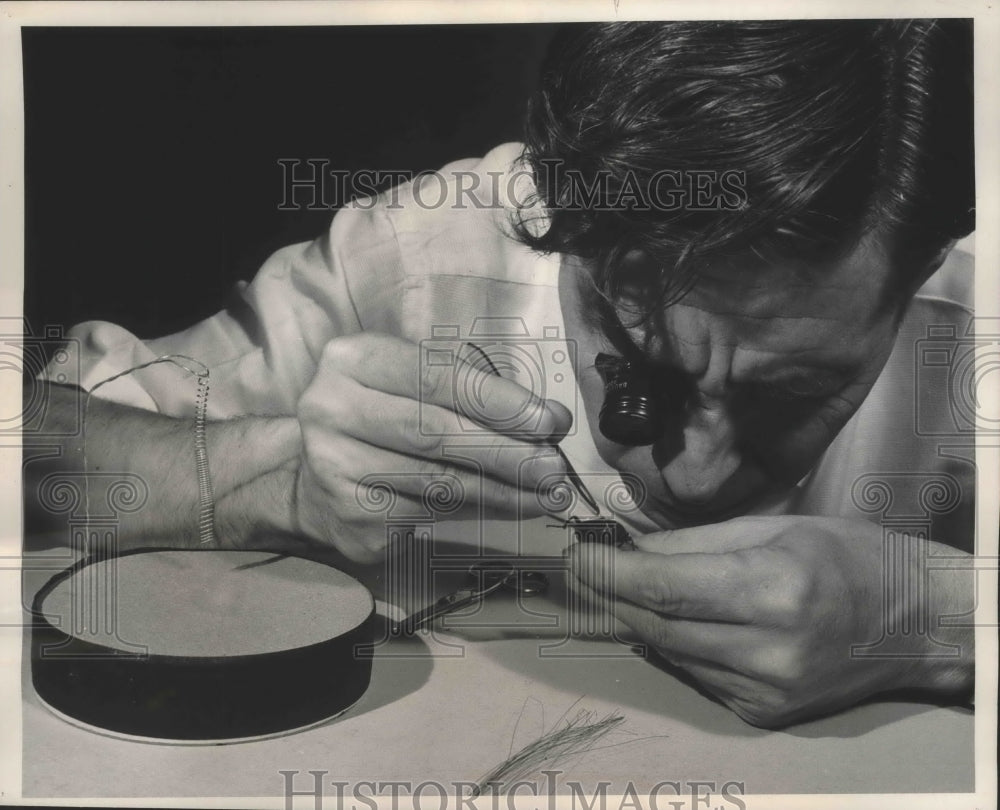 1953 Press Photo Askinos uses eyepiece and tweezers to attached leash to beetle