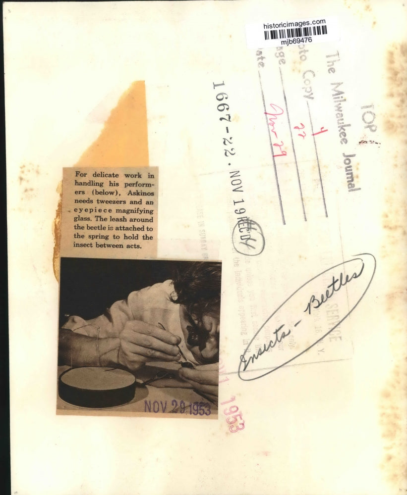 1953 Press Photo Askinos uses eyepiece and tweezers to attached leash to beetle