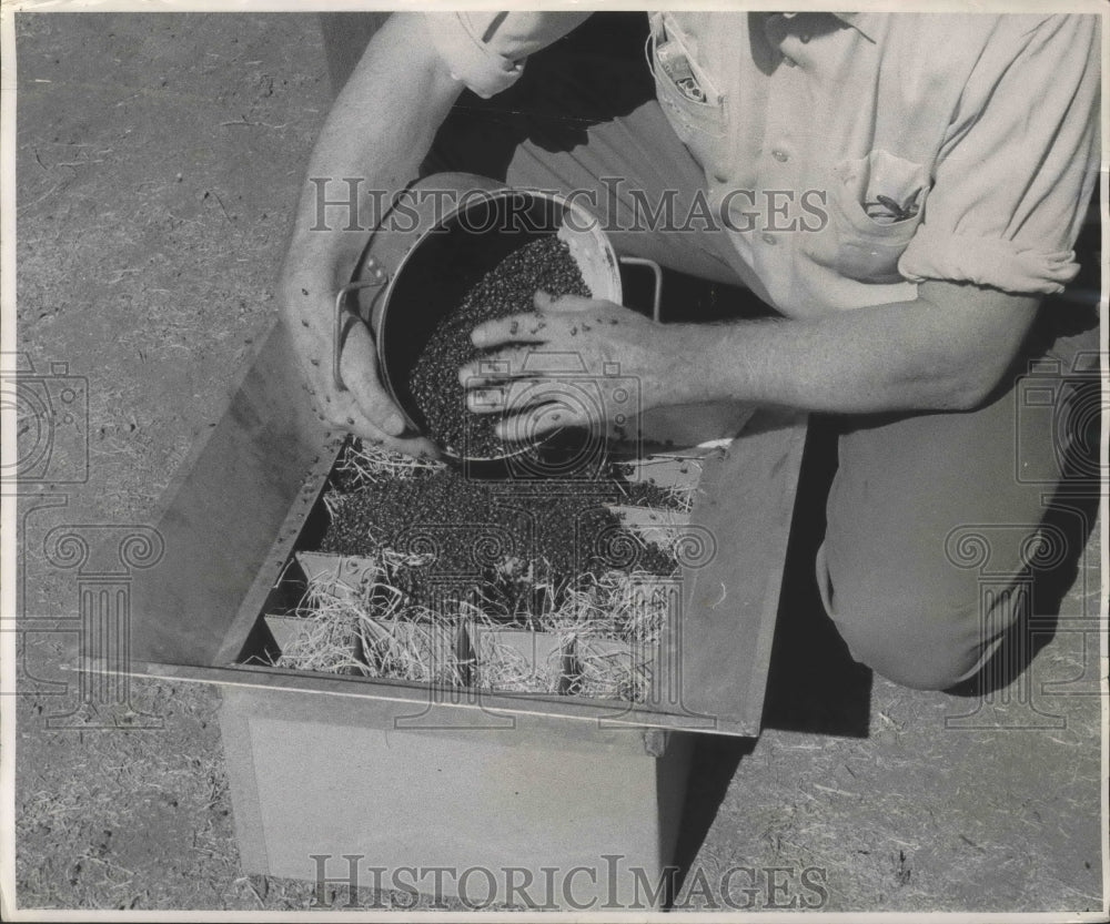 1955 Press Photo Ladybugs poured into boxes and shipped to gardeners - mjb69480