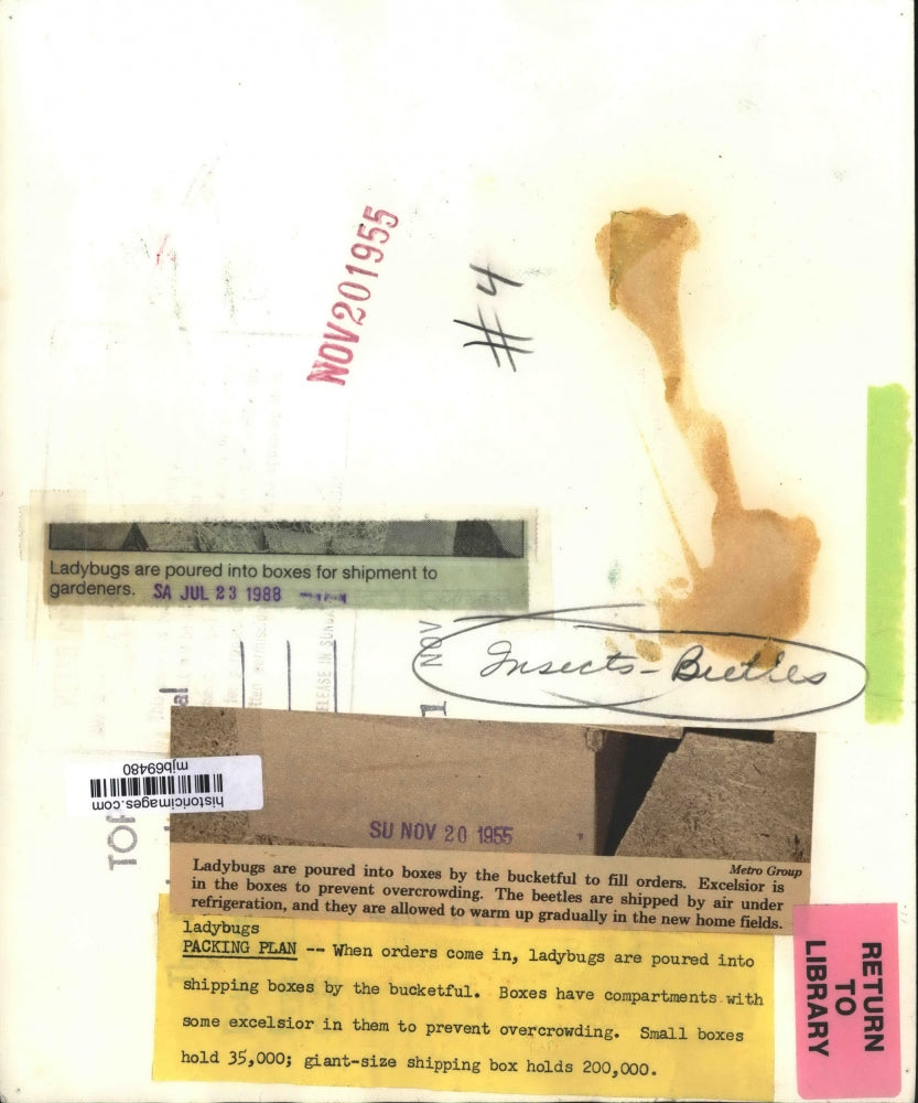 1955 Press Photo Ladybugs poured into boxes and shipped to gardeners - mjb69480