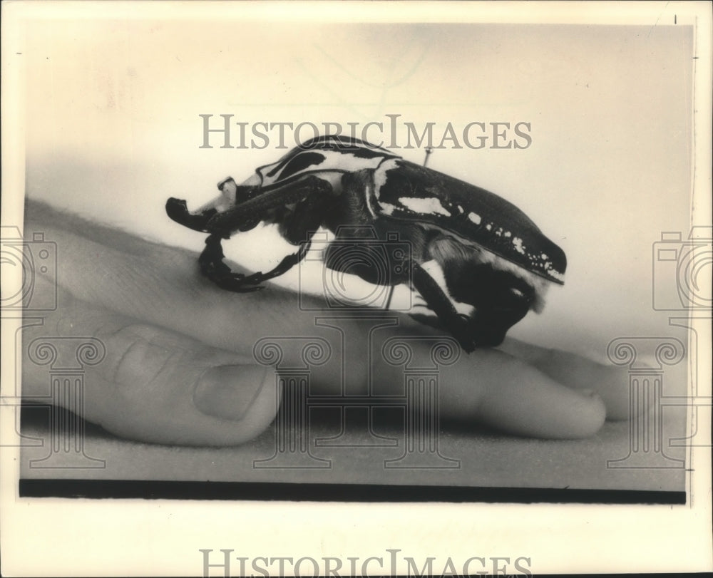 1987 Press Photo Goliath beetle almost as big as human hand- Historic Images