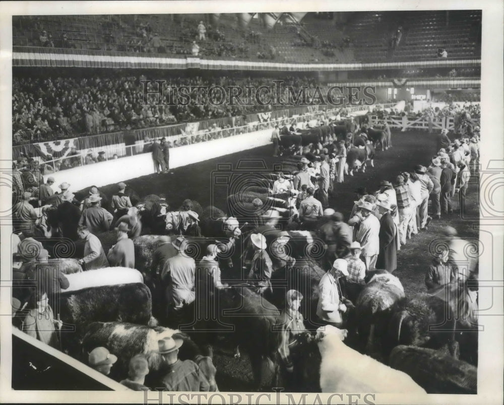 1952 Press Photo Cattle being judged in arena at Live stock exposition, Chicago.