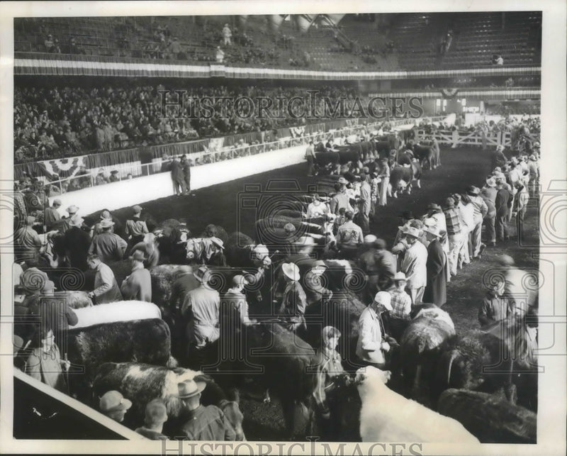 Load image into Gallery viewer, 1952 Press Photo Cattle being judged in arena at Live stock exposition, Chicago.
