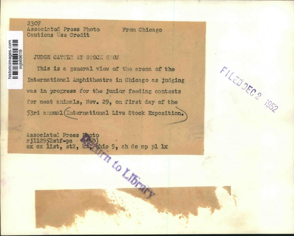 1952 Press Photo Cattle being judged in arena at Live stock exposition, Chicago.