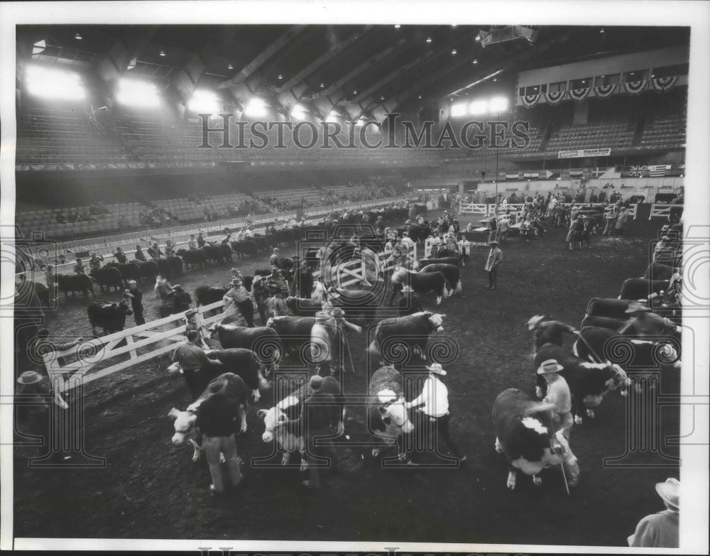 1957 Press Photo National 4-H Livestock judging contest at exposition, Chicago.- Historic Images