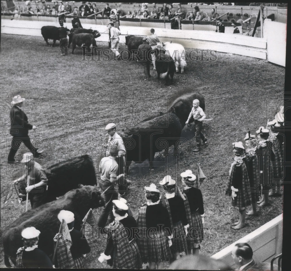 1960 Press Photo Candidates for "Shorthorn lassie" at stockyard, Chicago.