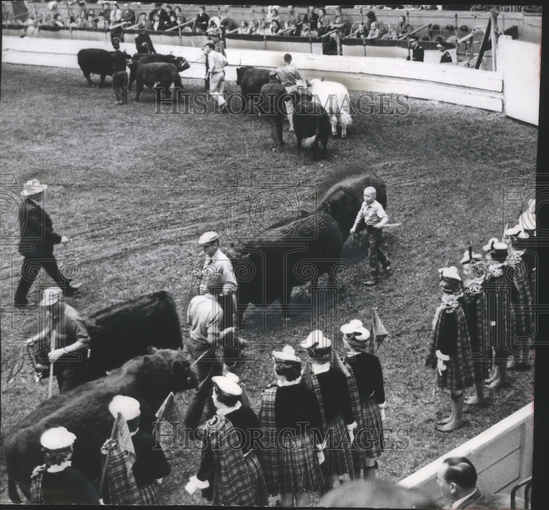 Load image into Gallery viewer, 1960 Press Photo Candidates for "Shorthorn lassie" at stockyard, Chicago.
