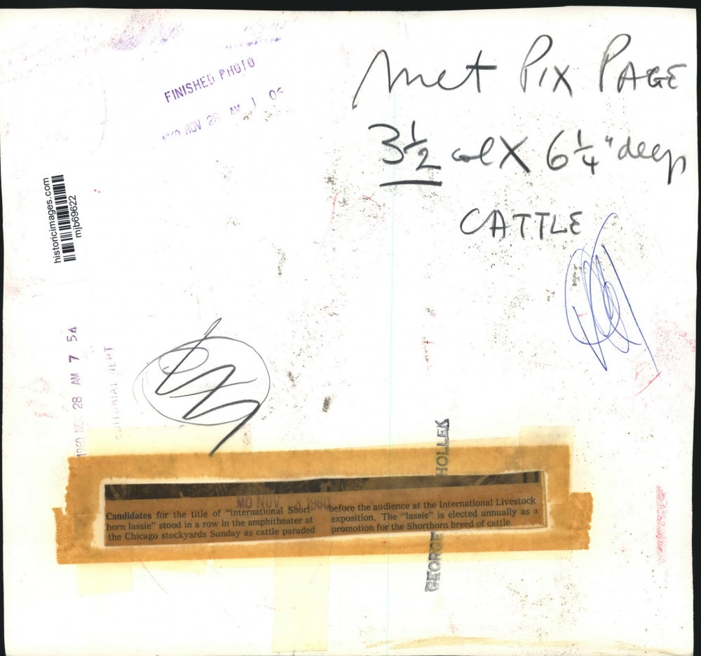 1960 Press Photo Candidates for "Shorthorn lassie" at stockyard, Chicago.