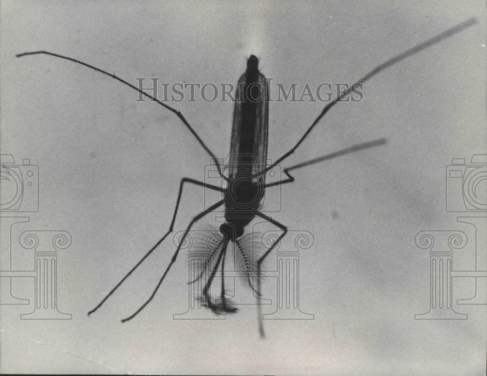 1975 Press Photo Mosquito stabbing its victim with its proboscis- Historic Images