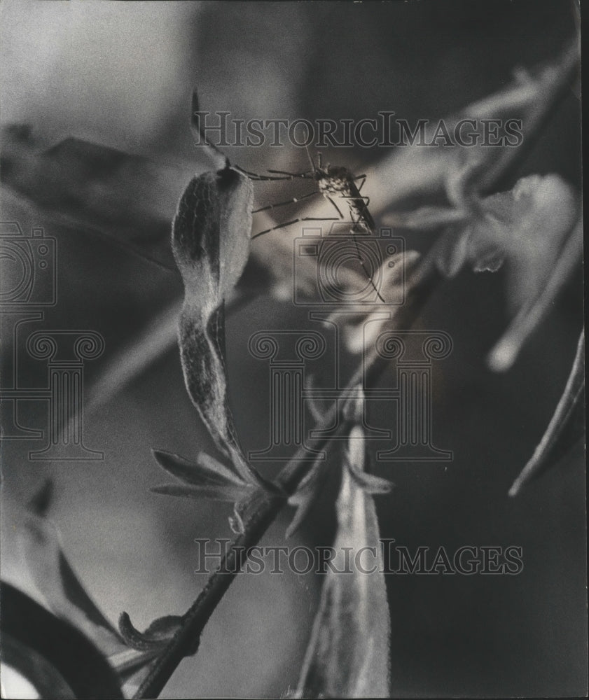 1975 Press Photo An adult mosquito on the underside of a leaf - mjb69636
