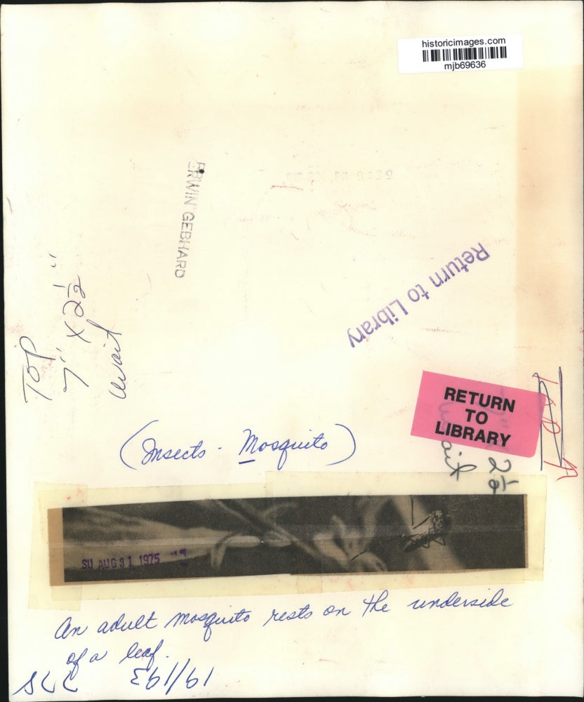 1975 Press Photo An adult mosquito on the underside of a leaf - mjb69636