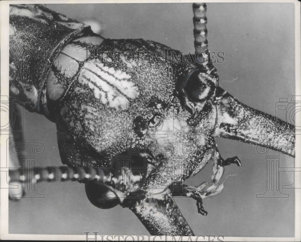 1952 Press Photo Head of a Dobson fly (insect) by George B. Keyes, Vestal, N.Y.- Historic Images