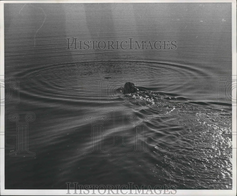 1960 Press Photo A dog swims after a duck during Wisconsin duck hunting season