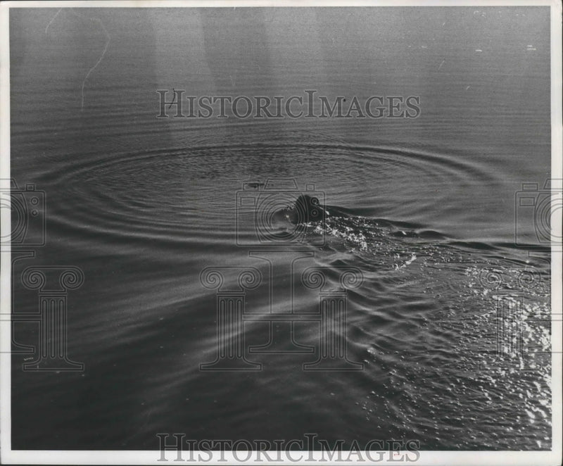Load image into Gallery viewer, 1960 Press Photo A dog swims after a duck during Wisconsin duck hunting season
