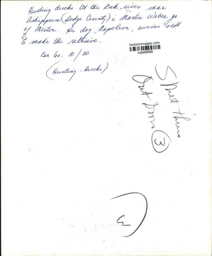 1960 Press Photo A dog swims after a duck during Wisconsin duck hunting season