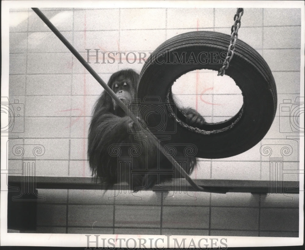 1965 Press Photo Milwaukee Zoo Orangutan Tia, hiding behind tire swing