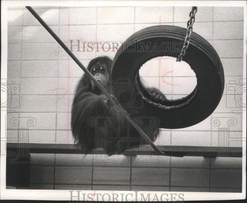 Load image into Gallery viewer, 1965 Press Photo Milwaukee Zoo Orangutan Tia, hiding behind tire swing
