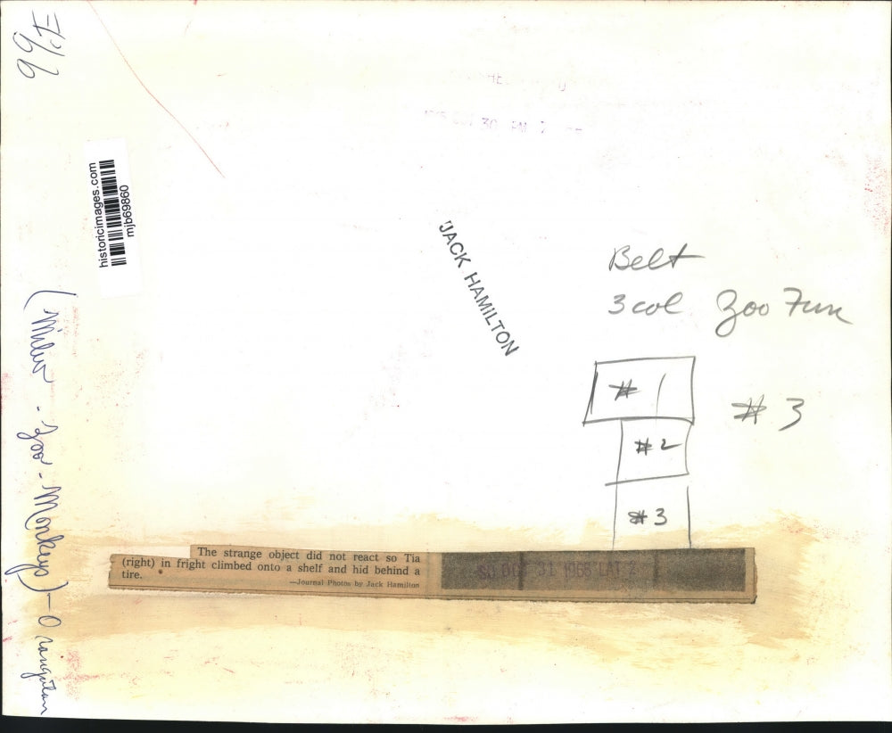 1965 Press Photo Milwaukee Zoo Orangutan Tia, hiding behind tire swing