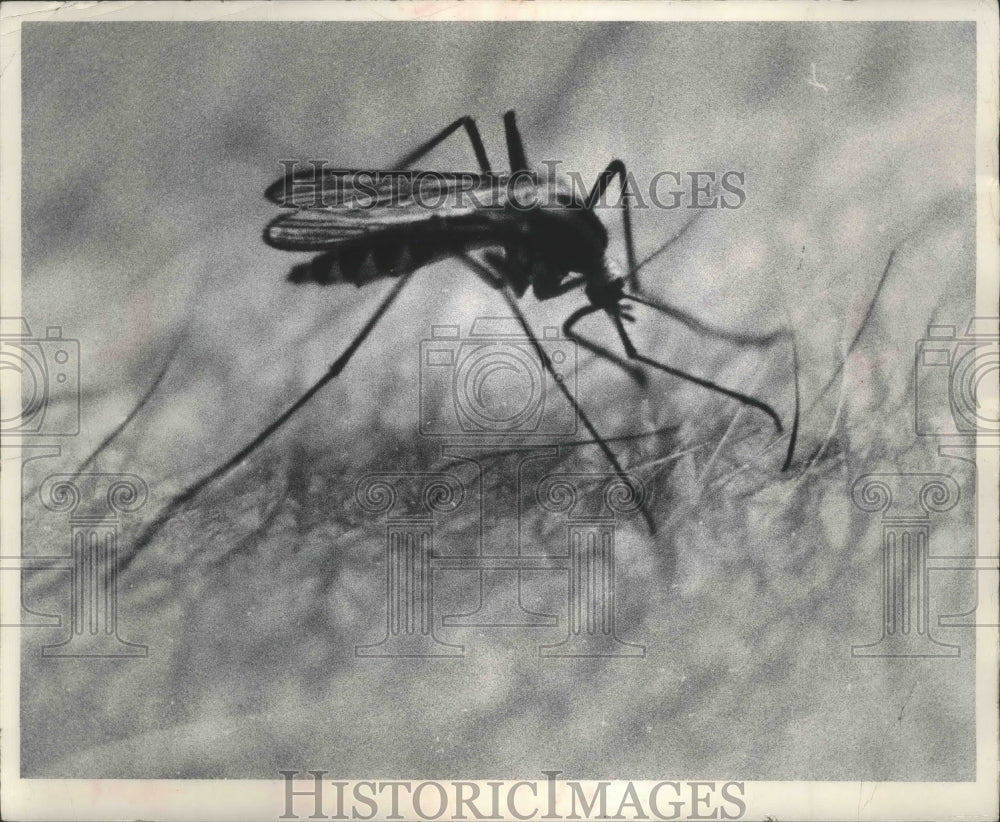 1967 Press Photo Mosquito At Work - mjb69882