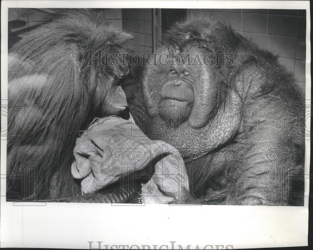 1966 Press Photo Milwaukee County Zoo's orangutans Tia (left) and Chang