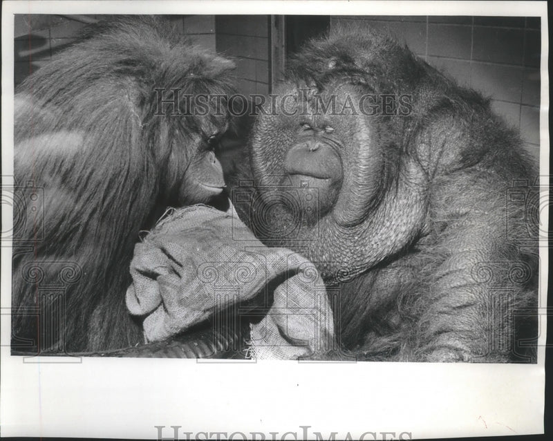 Load image into Gallery viewer, 1966 Press Photo Milwaukee County Zoo's orangutans Tia (left) and Chang
