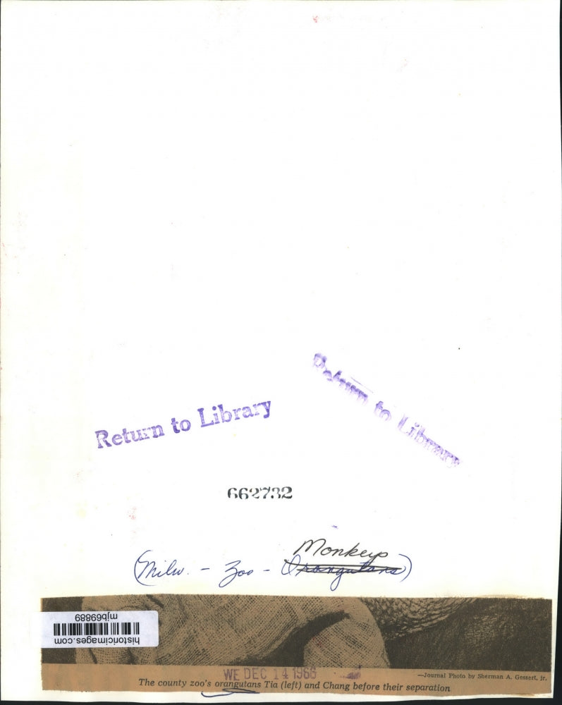 1966 Press Photo Milwaukee County Zoo's orangutans Tia (left) and Chang