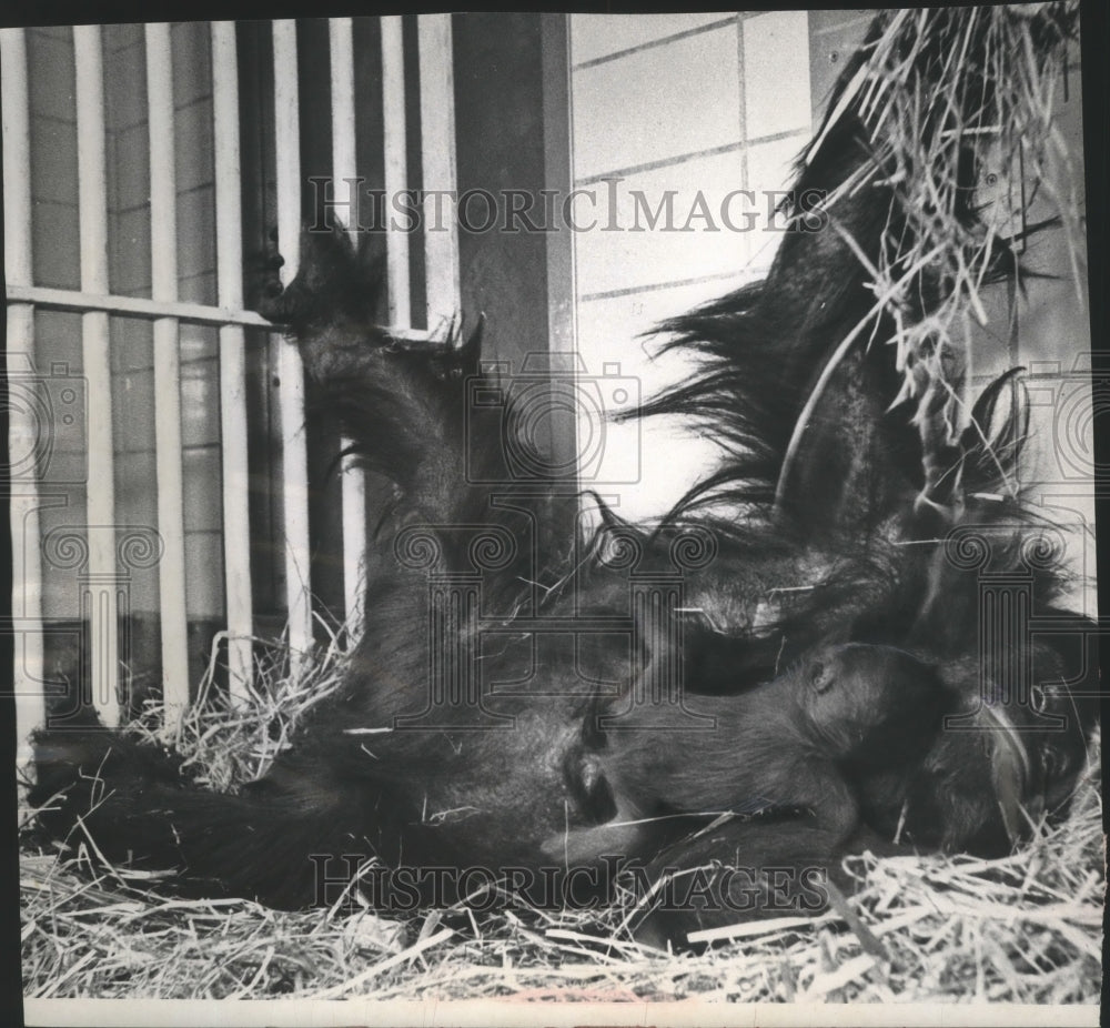 1968 Press Photo Tia, orangutan at Milwaukee County Zoo nurses her newborn- Historic Images