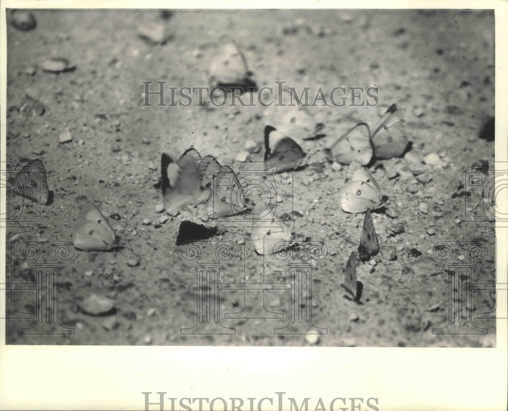 1986 Press Photo Swarms of butterflies can be seen around moist areas in August.- Historic Images