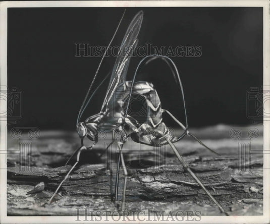 1949 Press Photo Ichneumon fly uses ovipositor to lay eggs in wood. - mjb69910- Historic Images