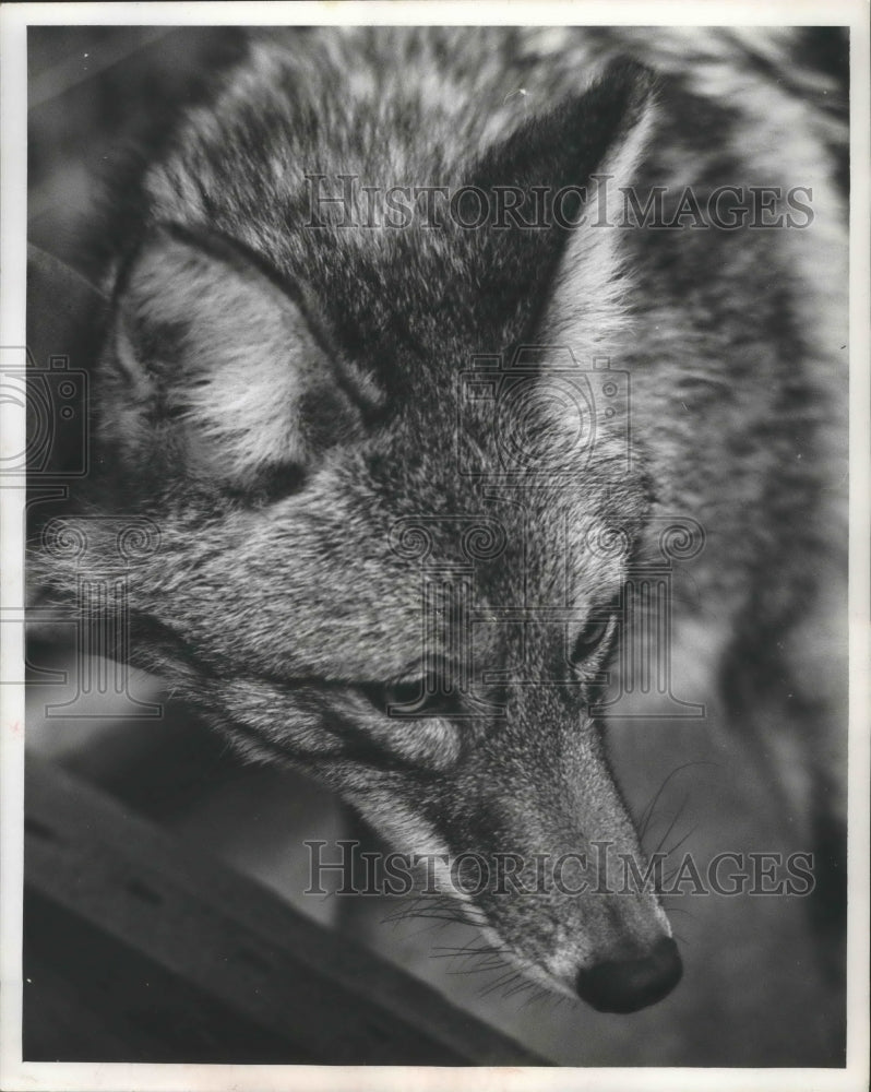 1981 Press Photo Coyote in Poynette, Wisconsin- Historic Images