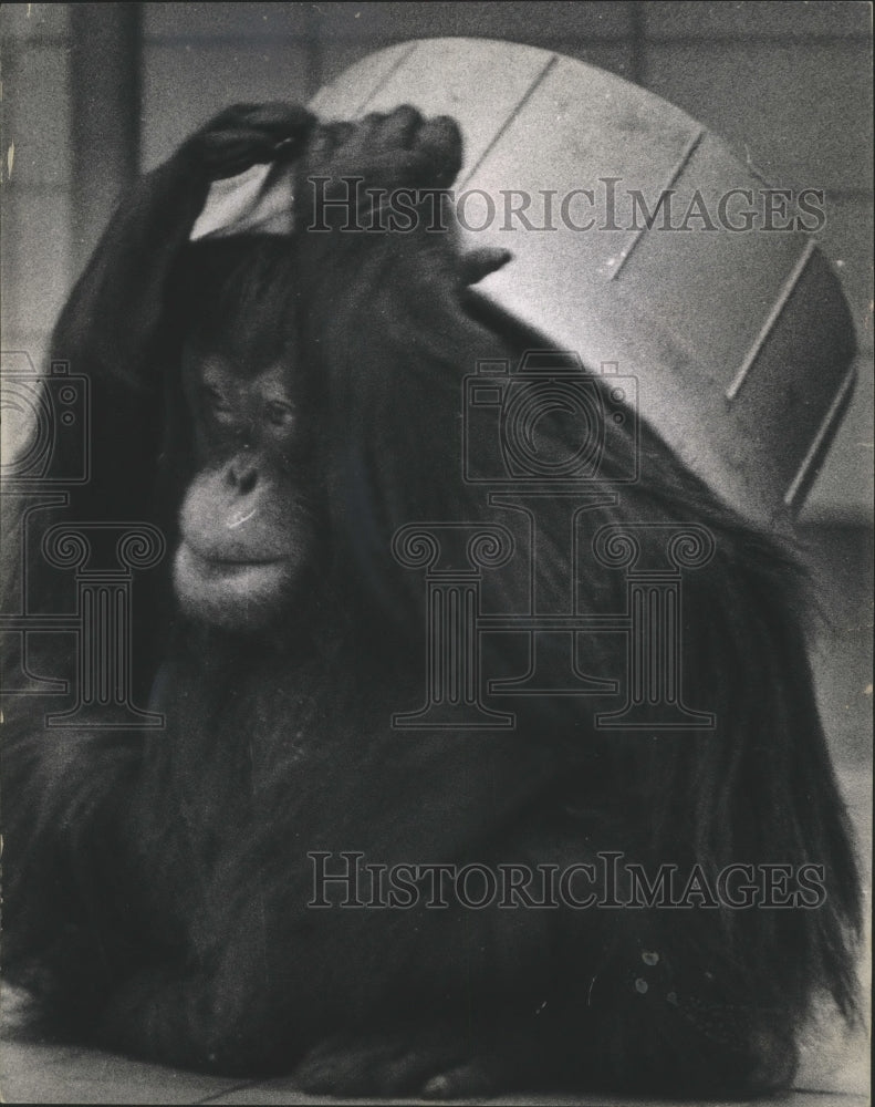 1964 Press Photo Orangutan played with a plastic tub at Milwaukee zoo.- Historic Images