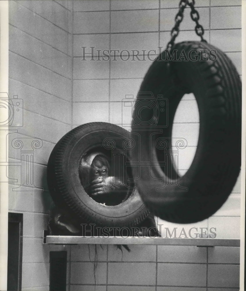 1965 Press Photo Orangutan eating lunch at the Milwaukee Zoo - mjb70286- Historic Images