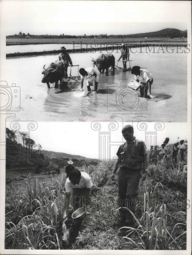  Press Photo Fertilizer added to paddies and nitrogen to sugar cane in countries- Historic Images