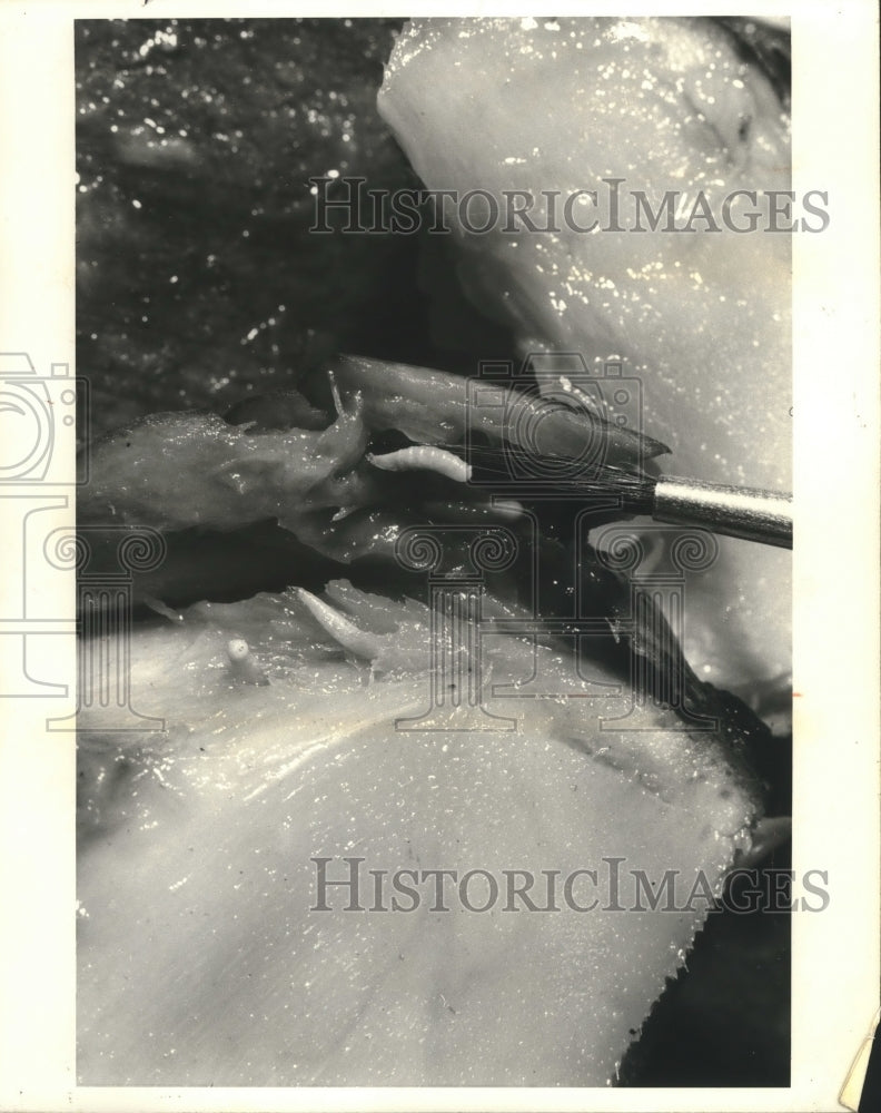 1973 Press Photo Larva in a piece of fruit - mjb70491