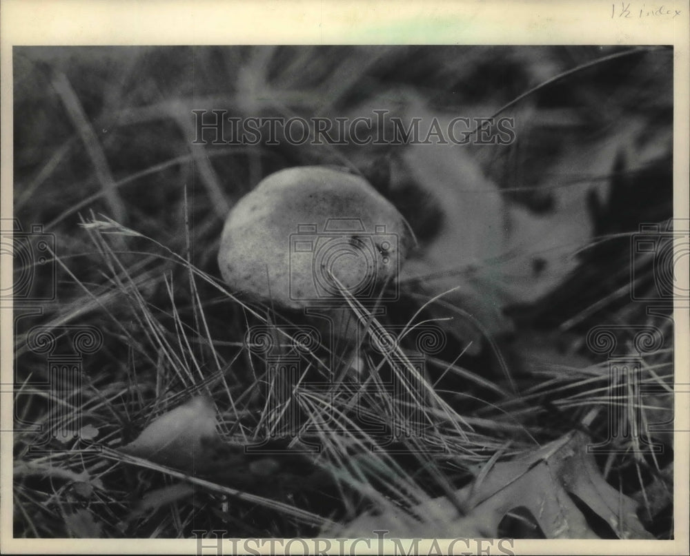 1985 Press Photo Mushroom growing in the woods near Shawano, Wisconsin- Historic Images