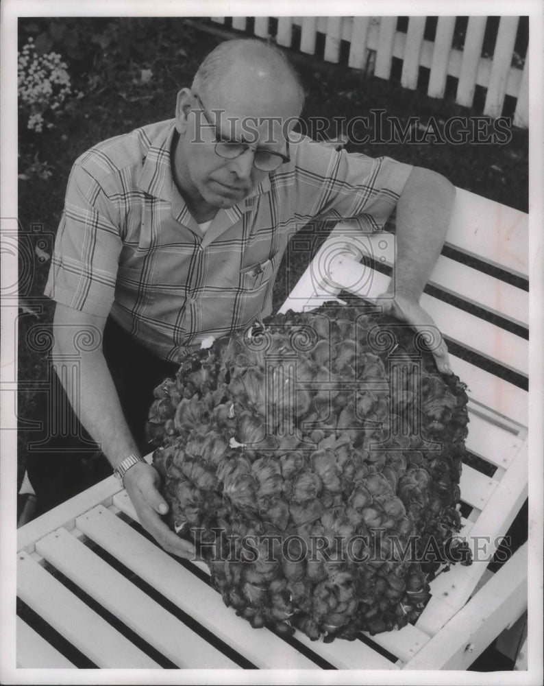 1959 Press Photo Theodore Fischer found 35 pound mushroom near Hustisford- Historic Images