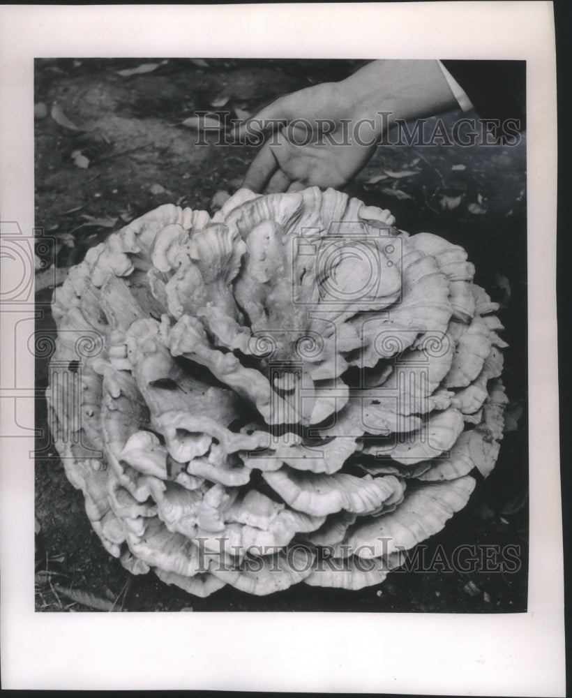 1963 Press Photo Sulphur mushroom growing in Dr. G. Kasten Tallmadge's garden